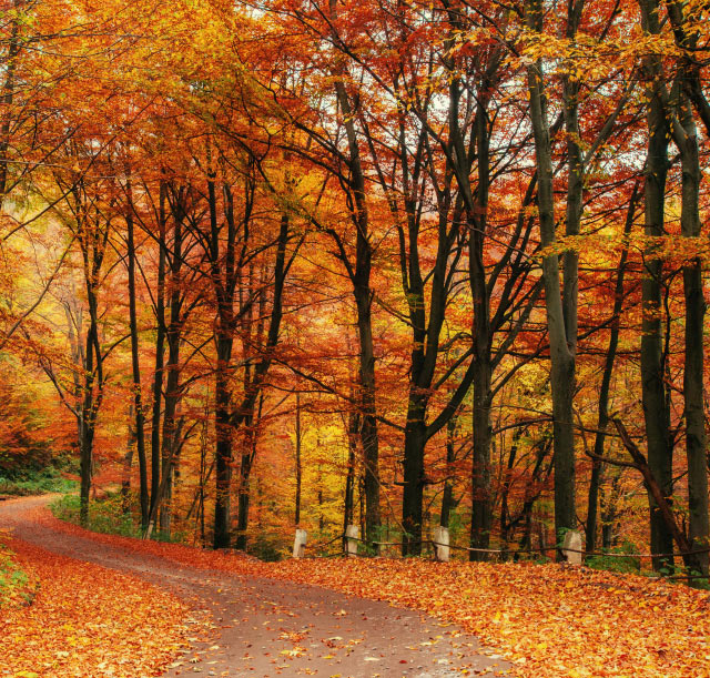 Buying Gold in Maine - Maine fall color
