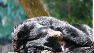 Is The Gold Bear Exhausted?